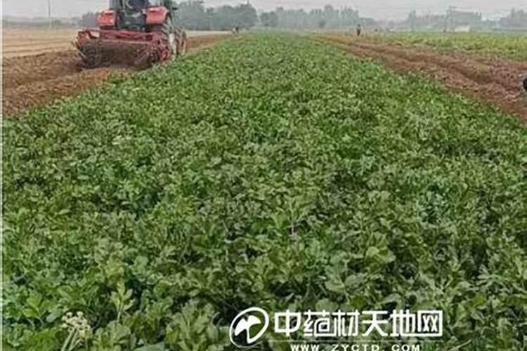 蔬菜为什么要补充钙肥