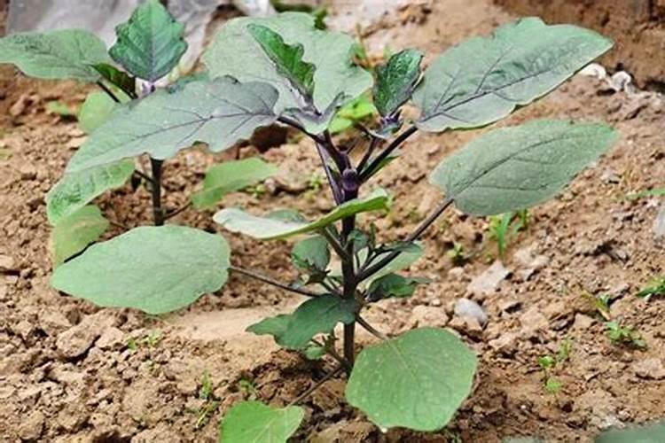 西瓜秧子不旺勤放水会变旺吗？