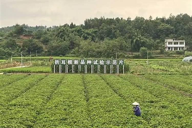 折耳根盆栽怎么种