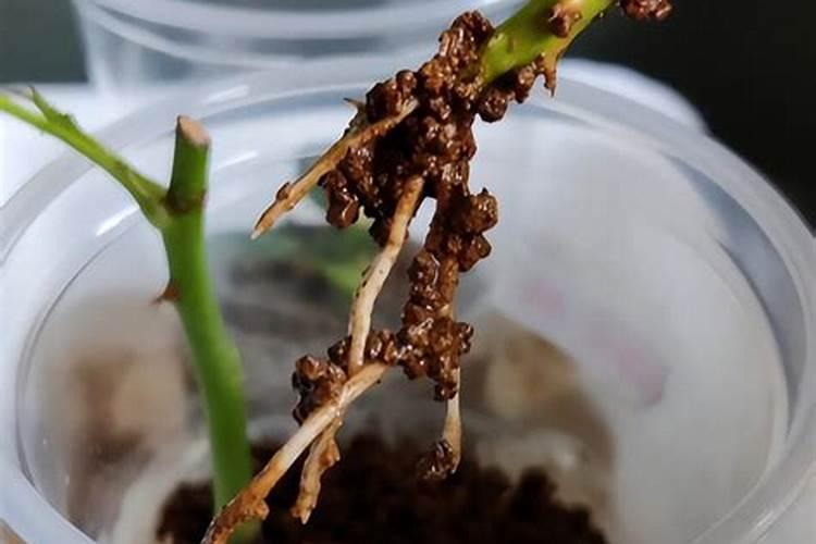 天竺葵安全度夏的管理方法
