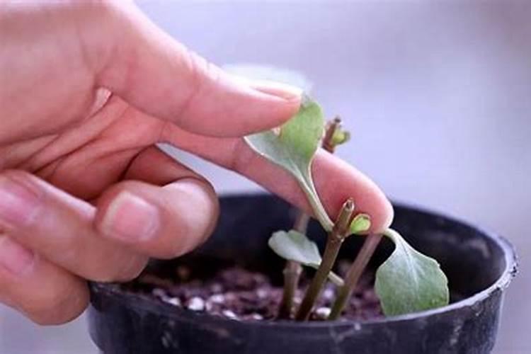 三月移栽虎皮兰都有哪些方法