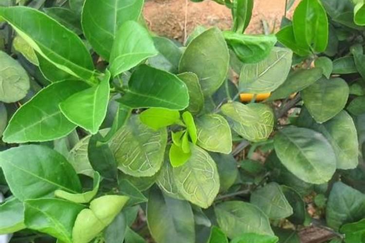西红柿如何授粉？露天和大棚种植有何区别？
