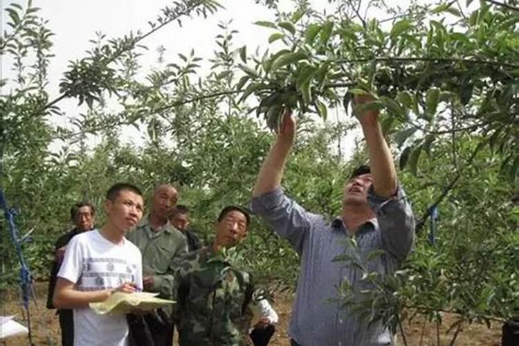 玉米紫红苗的原因是什么 怎么防治方法