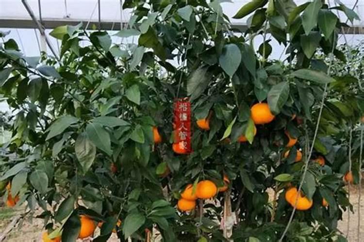 我国黄瓜的单产大约是荷兰的()。