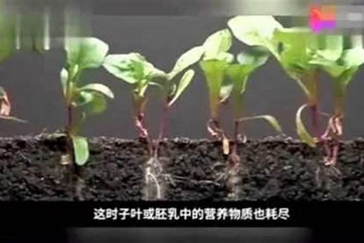 硼肥的功效与作用
