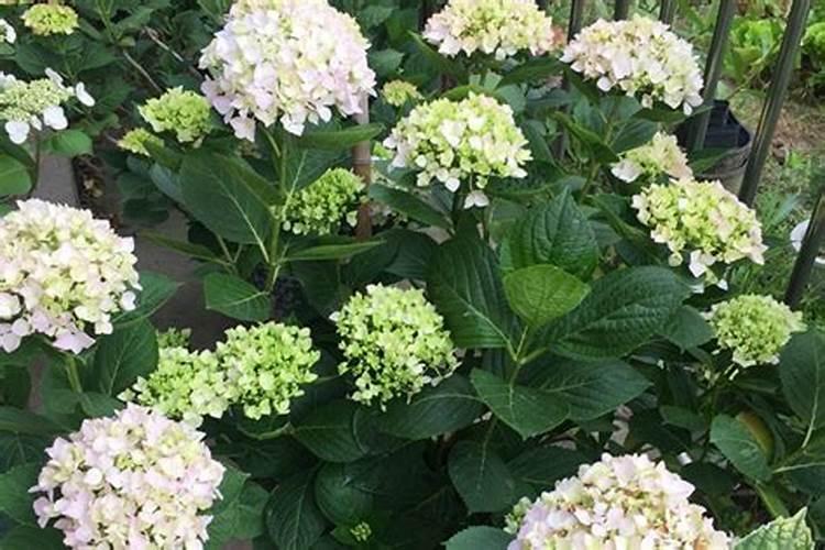 绣球花可以浇淘米水吗？