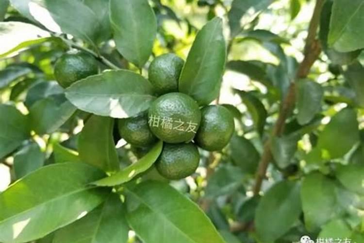 百喜草的养殖方法及注意事项