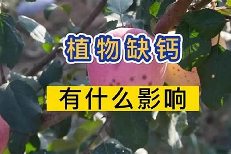 钙肥对作物的主要作用
