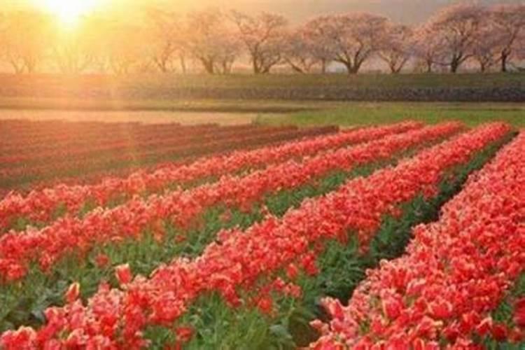观叶植物用什么肥最好 如何施肥让叶子更油亮