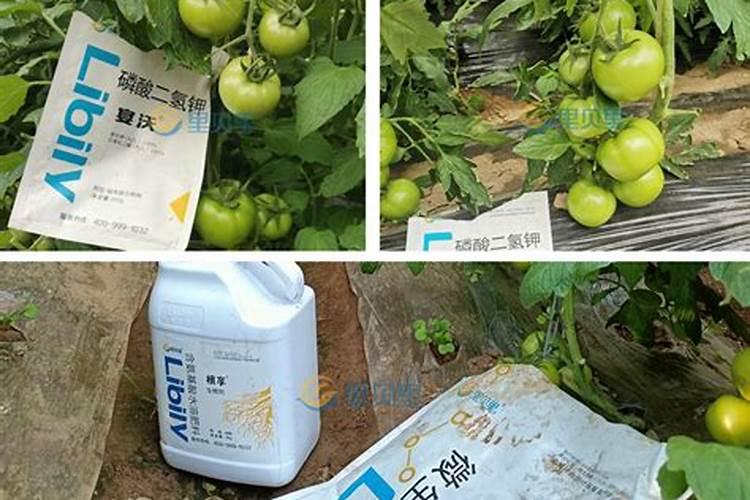 西红柿喜欢什么肥长得最好