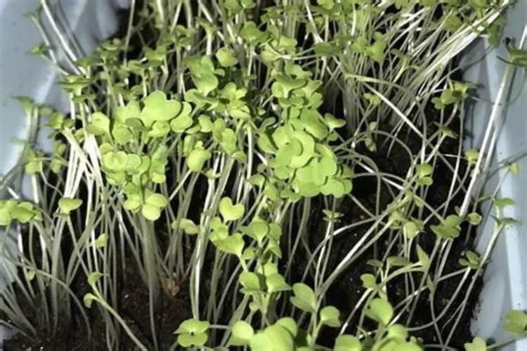 长寿花施什么肥料开花