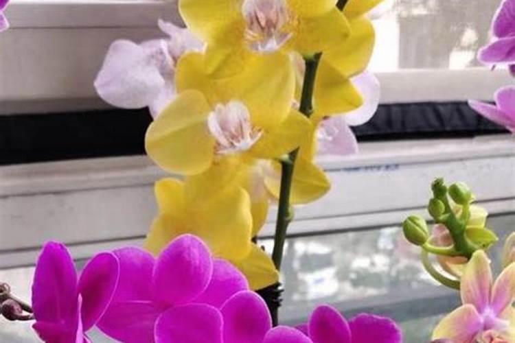 柑橘开春用什么肥料