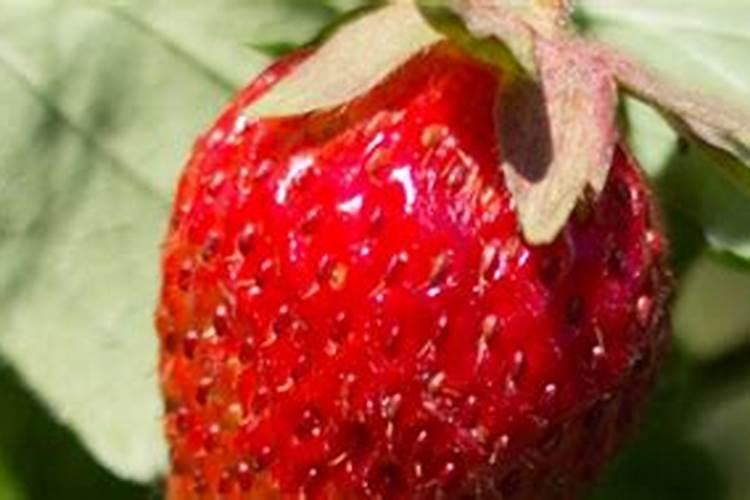 草莓开花结果期怎么施肥 肥料要怎么选择