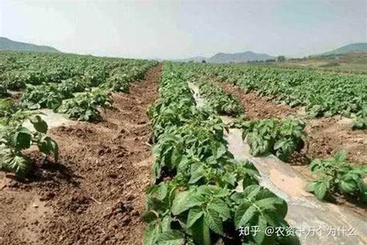 新栽柑橘幼苗怎么施肥 施肥中应该注意什么