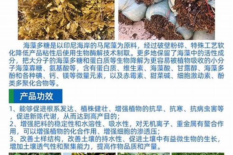 施钾对北沙参产量和多糖含量有哪些影响？