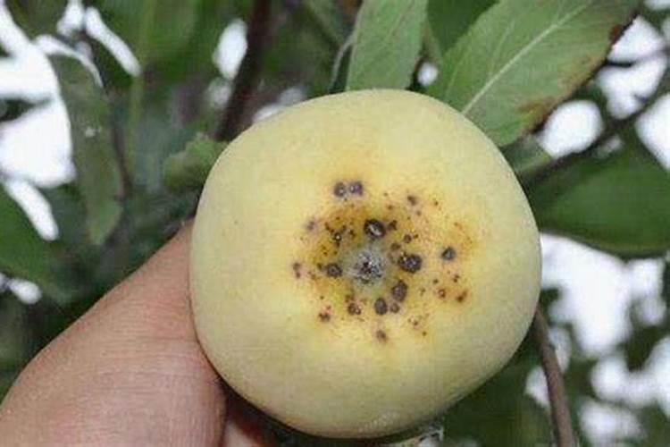 苹果树补钙几月份最好