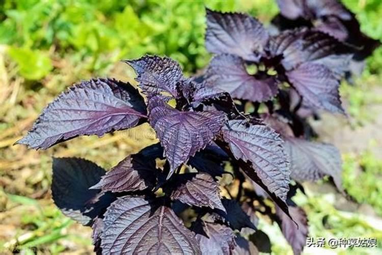 芽苗菜发芽需要什么条件
