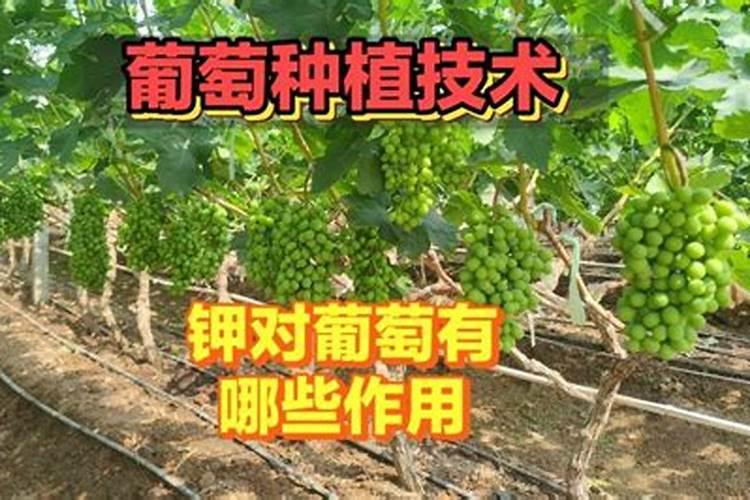葡萄为什么对钾肥要求偏高,施用罗布泊硫酸钾对葡萄有什么好处？