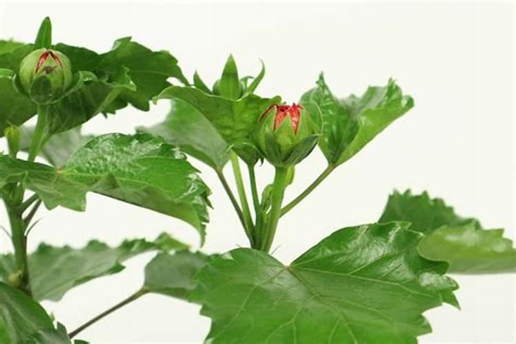 如何养护扶桑花能四季开花不断