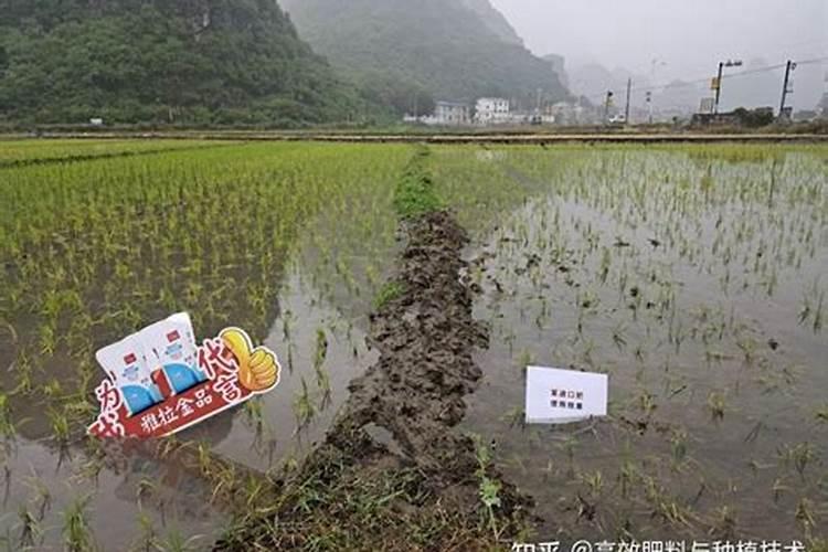 水稻返青肥什么时候用