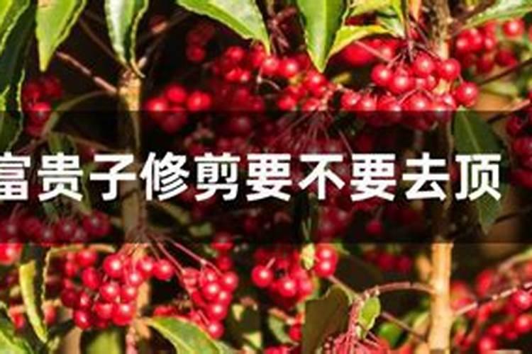 怎么让富贵籽结果