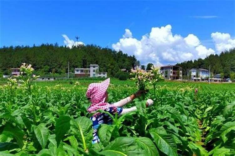 葡萄打尖的要求和方法