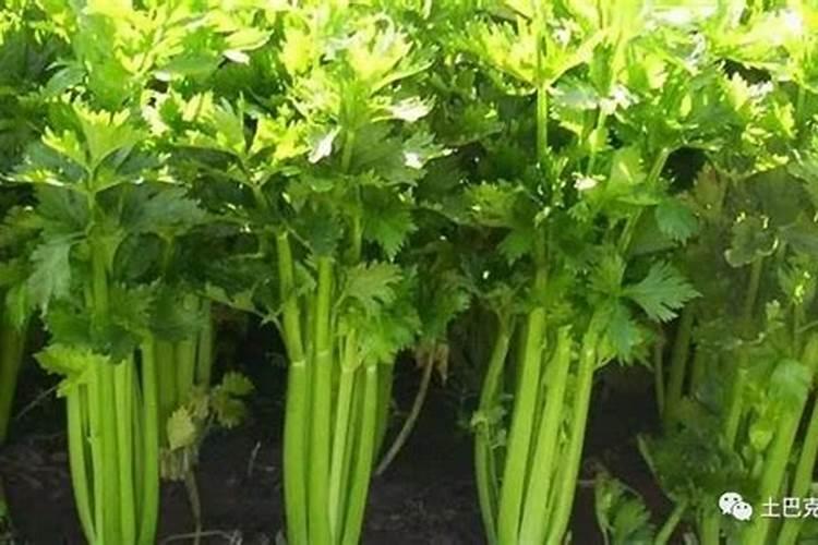 芹菜施肥方法