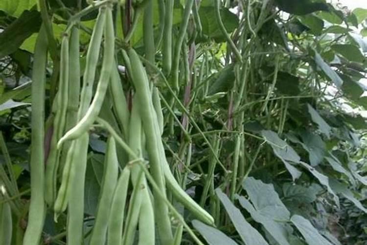 四季豆施什么肥料