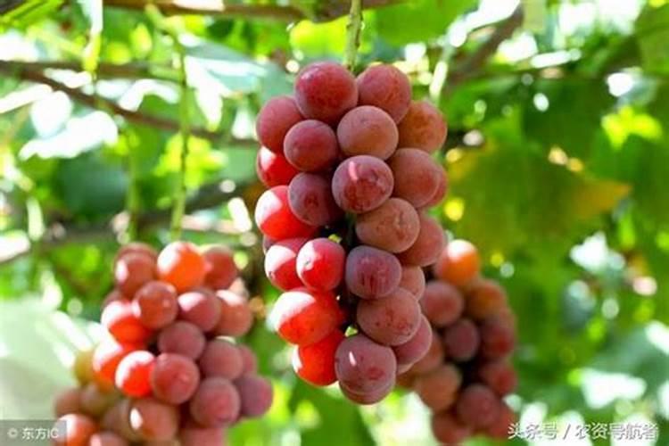 葡萄施肥时间和方法