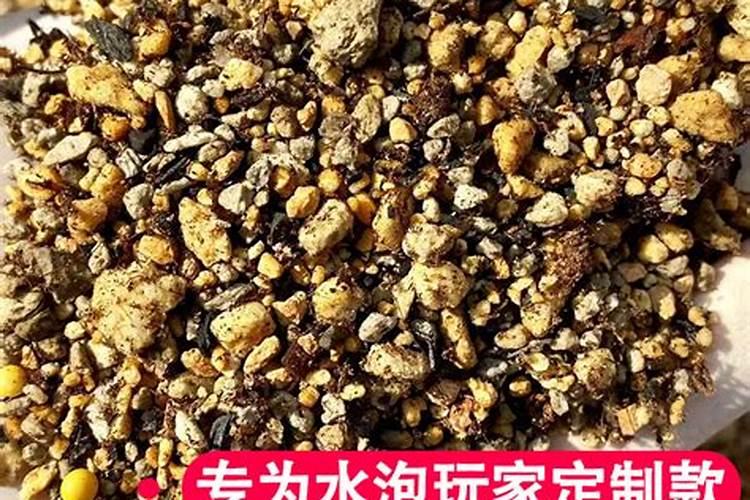 水泡多肉怎么养