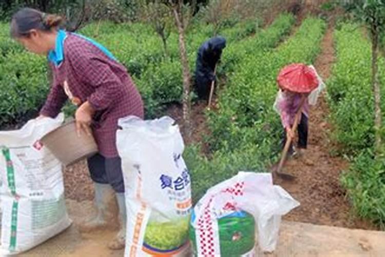 茶树南方施肥的时间和方法