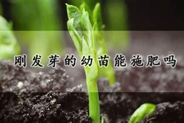 水稻苗期施肥