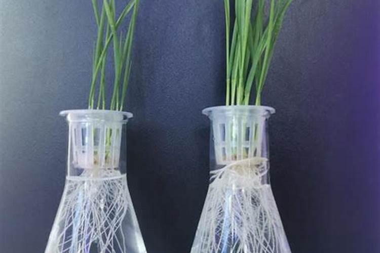 豆粕有机肥、海藻有机肥、腐植酸有机肥那个更好？区别是什么呢？