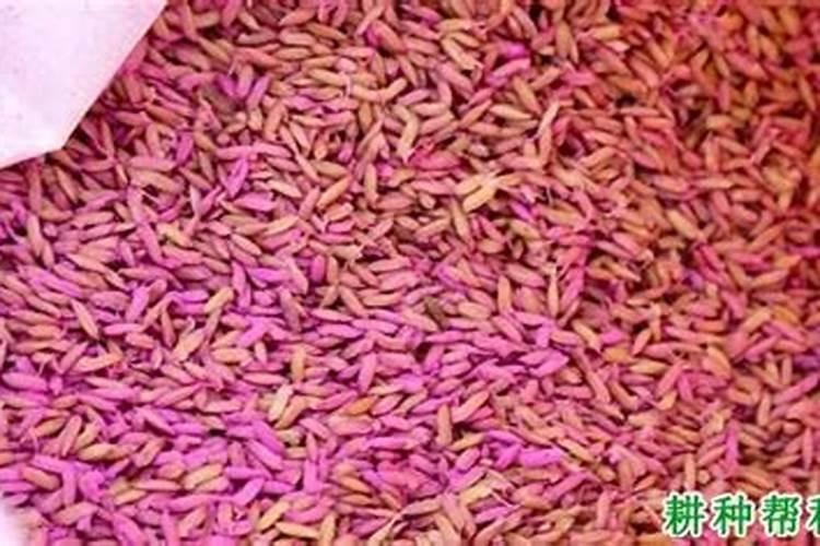 种植油菜为什么要施硼肥油菜啥时候施硼肥好