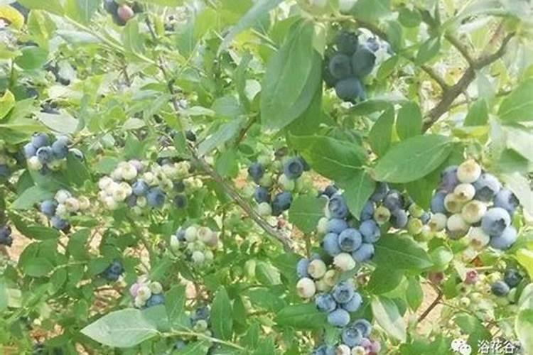 用矿源黄腐酸钾浇蓝莓可以吗