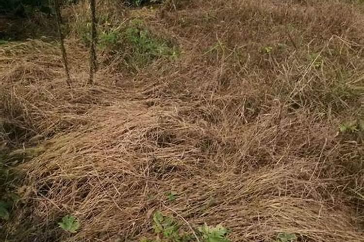 纯钾肥在柑桔上什么时间撒最合适