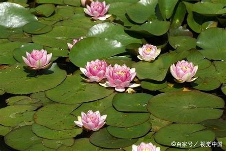 睡莲叶子发黑腐烂怎么办