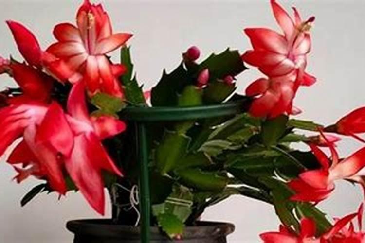 蟹爪兰施什么肥能开花