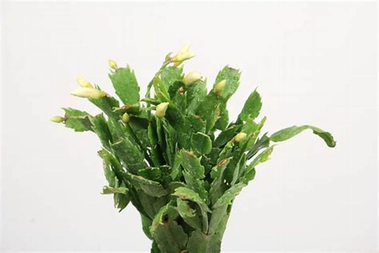 蟹爪兰开花应该用什么肥料