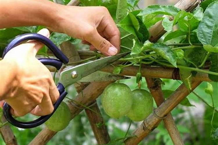 百香果什么时候施肥 种植百香果什么时间施肥最好