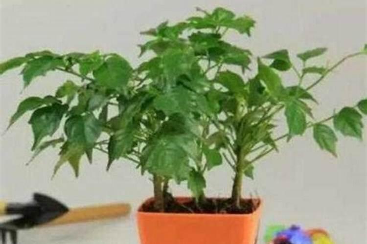 幸福树要施什么肥料