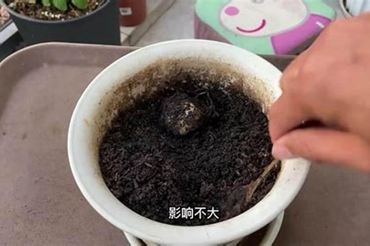 百合施肥用什么肥料最好