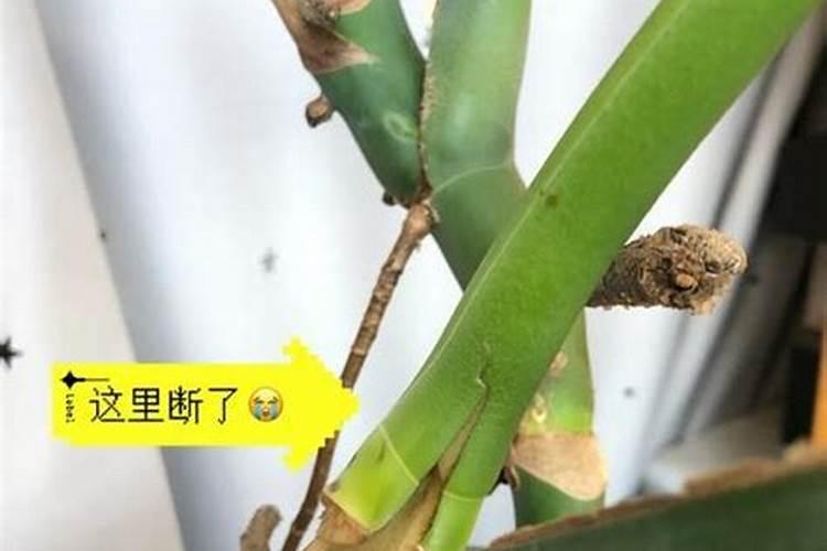 百合种球发芽后怎么养 发芽的百合种球怎么种植