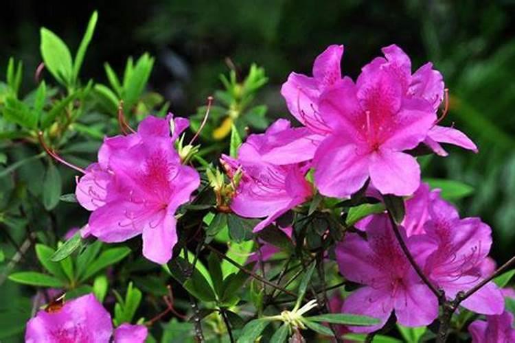 四季杜鹃茶花施什么肥料