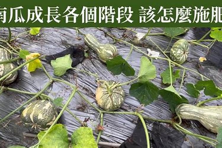 南瓜多久施一次肥