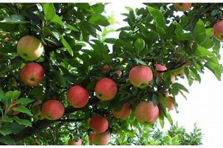 苹果树花期施肥方法 苹果树什么时候施肥