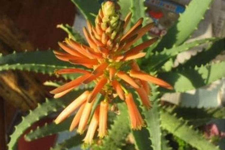 花椒树几月份施肥最佳,花椒树什么时候施肥料最好