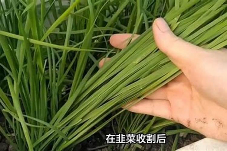 阳台上种植的韭菜长的细小,如何把韭菜养殖的肥肥壮壮？