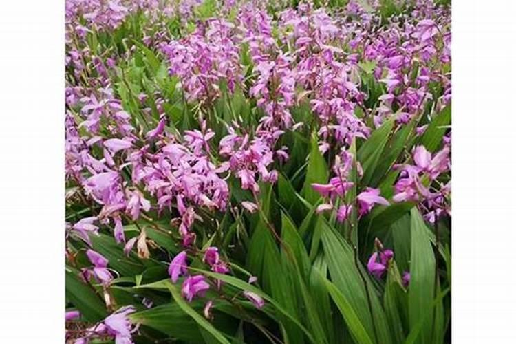 白芨施什么肥最好
