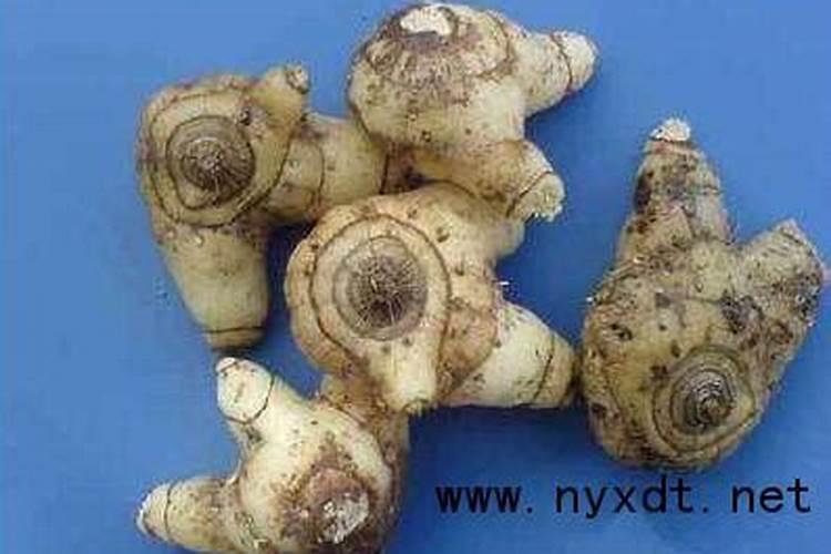 白芨最好的肥料是什么？